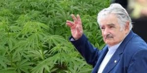 mujica cannabis