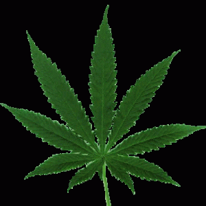marijuana